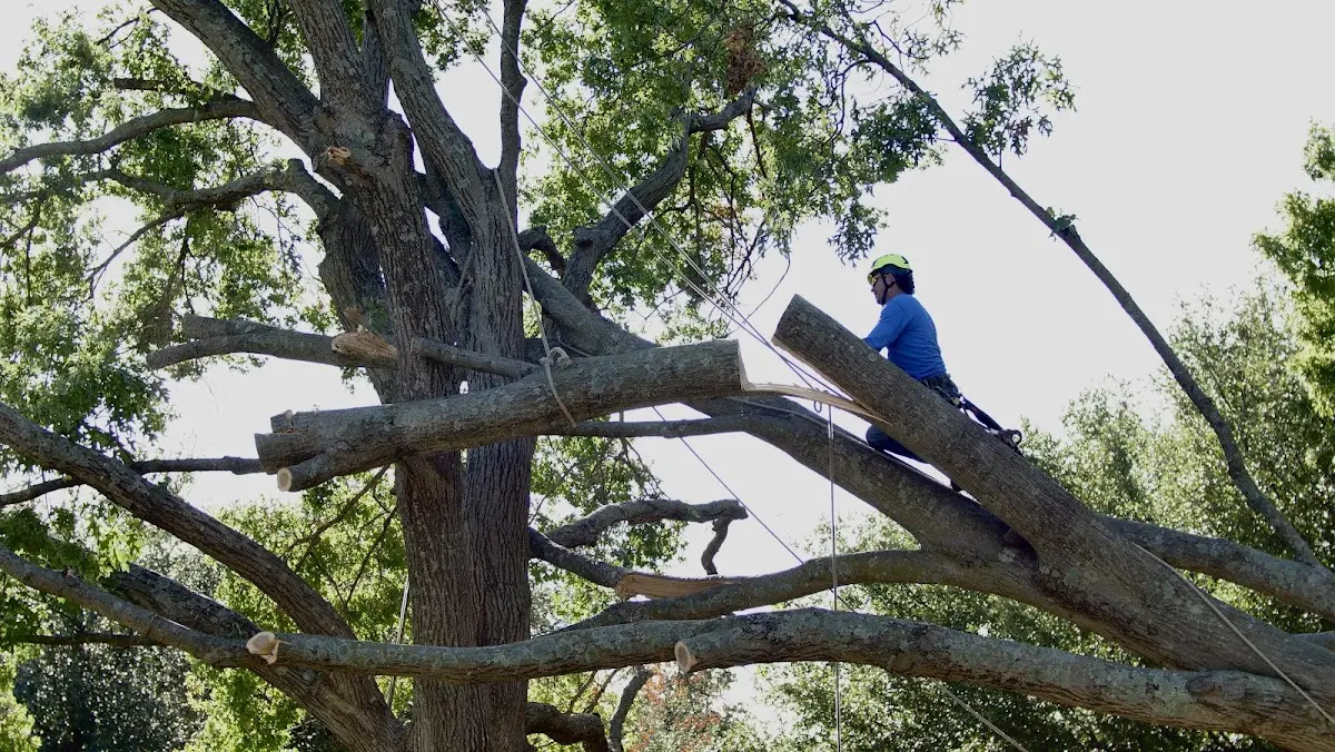 Professional Crown Thinning performed by certified arborists in Frederic
