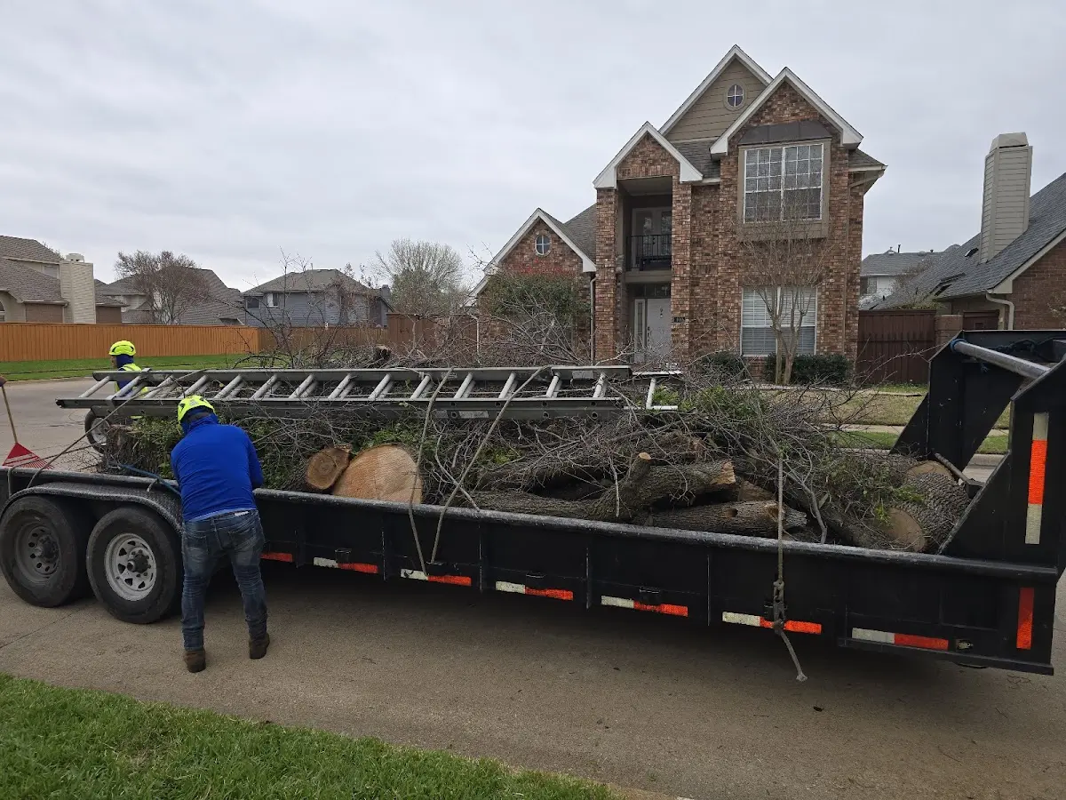 Expert Tree Removal with proper safety equipment in Frederic